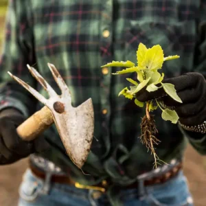 woman-holding-seedling